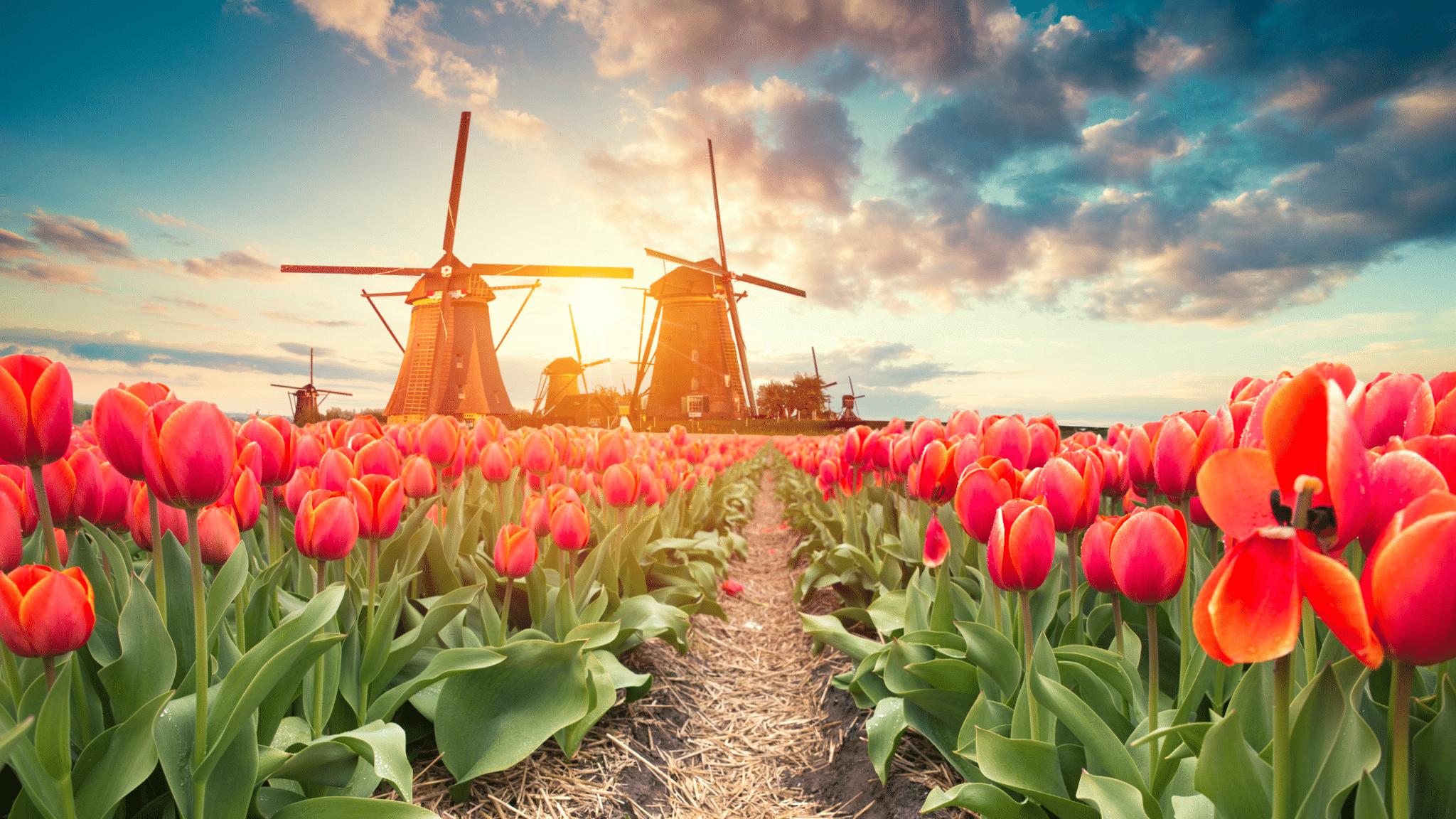 Op zaterdag 21 januari 2023 is het Nationale Tulpendag en daarvoor heeft Vegro een hele leuke actie. Met 'Typical Dutch' als thema heeft de editie van 2023 een vreugdevolle tint. De tulp staat voor hoop en positiviteit. Vegro ondersteunt dit initiatief door op deze mooie dag zorginstellingen in Nederland te verrassen, met hoe toepasselijk: tulpen!