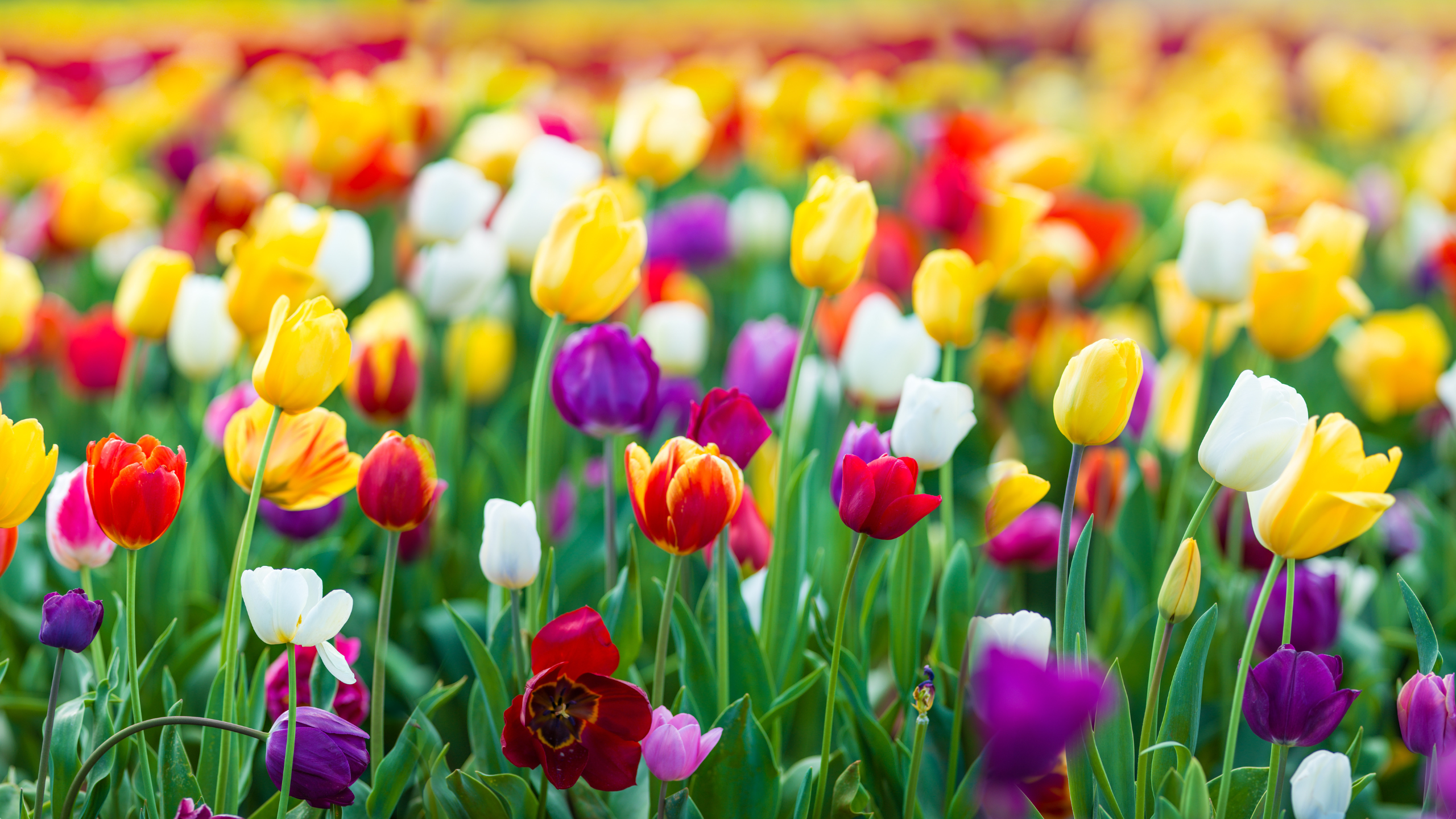 Op de derde zaterdag in januari vieren we Nationale Tulpendag, de start van het (snij)tulpendag. Op het Museumplein in Amsterdam wordt een tulpenpluktuin gecreëerd met 200.000 tulpen. Om 13.00 uur wordt de pluktuin geopend en iedereen is welkom om gratis een bos tulpen te ontdekken. Nationale Tulpendag 2024 en Keukenhof Dagtochten